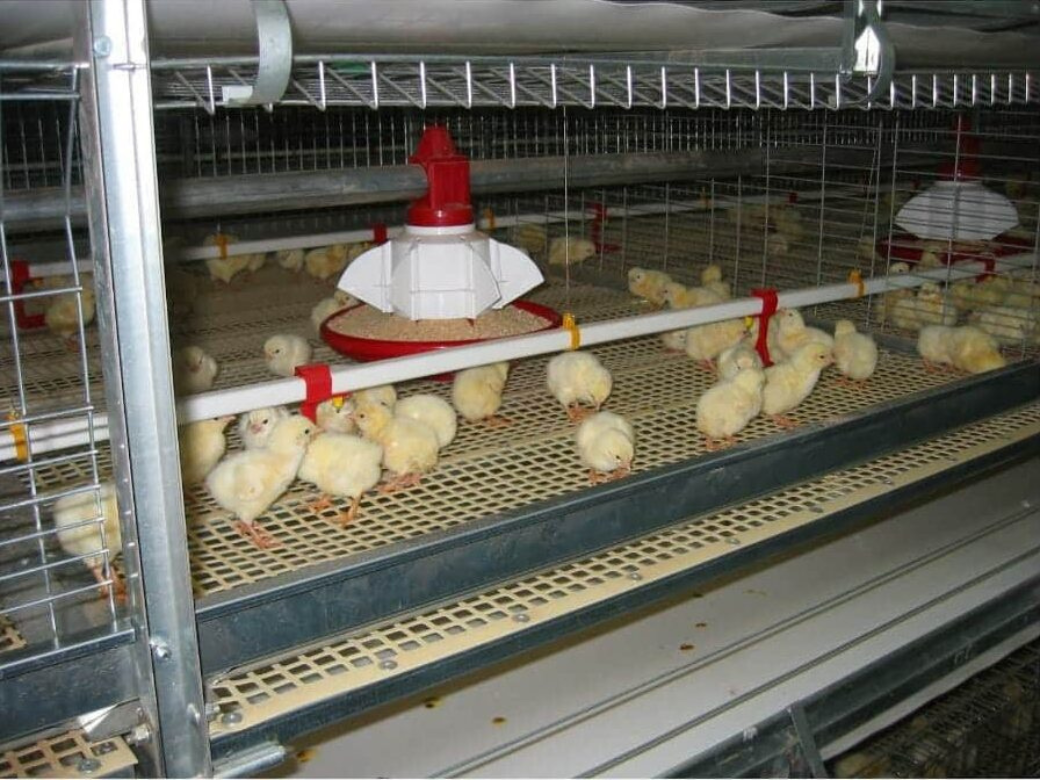 Broiler farming systems