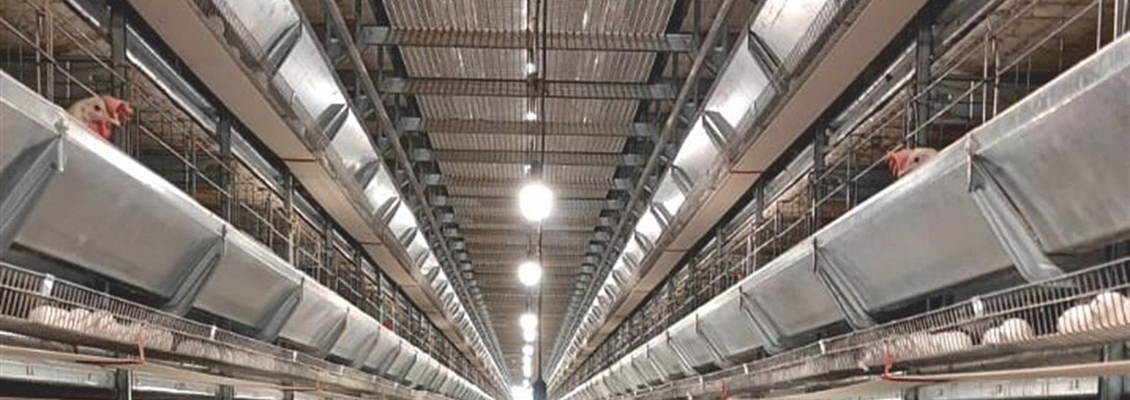 Layer cage systems in commercial poultry farm