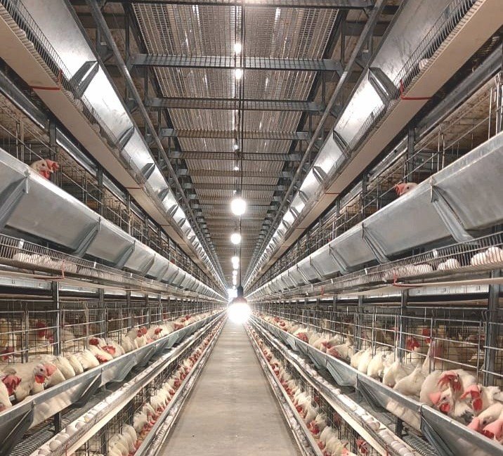 Poultrix Equipments poultry cage manufacturing